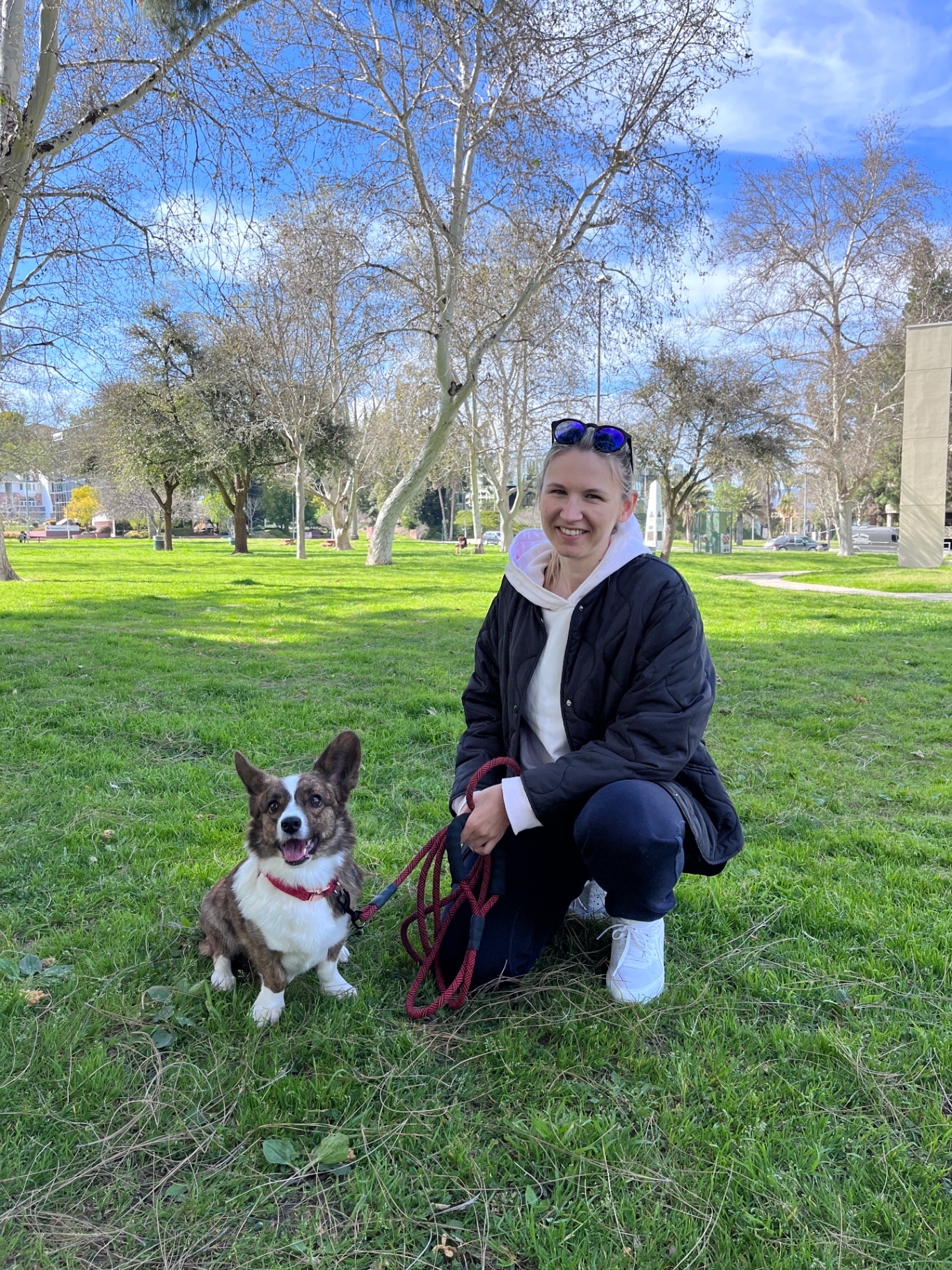 Cardigan Welsh Corgi holding a sit at a Los Angeles park