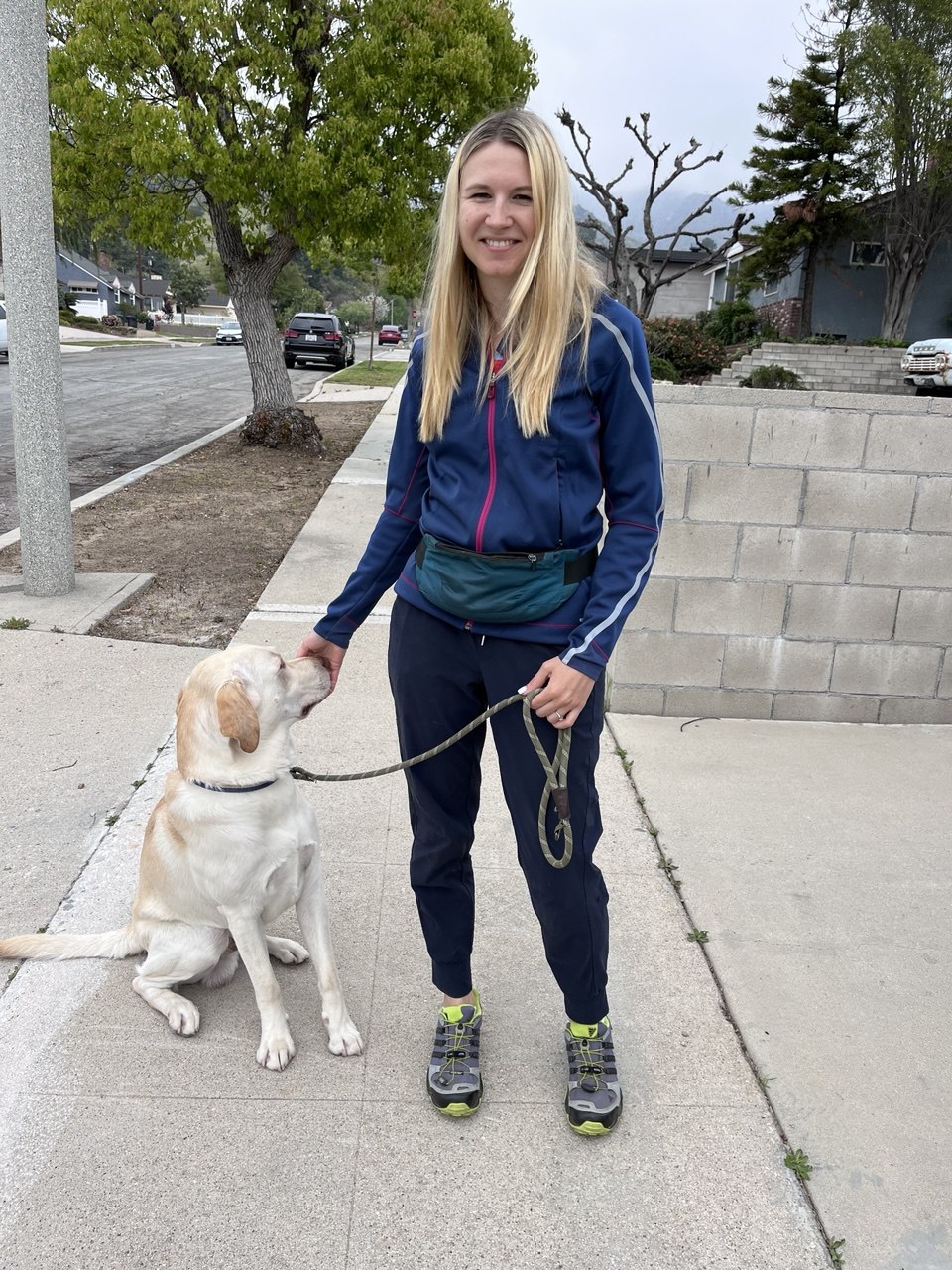 Yellow Labrador on a controlled sidewalk walk in the foothills