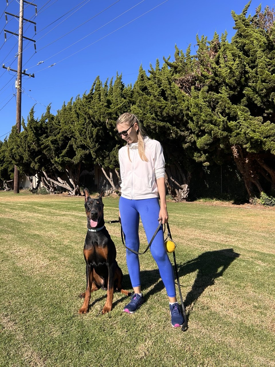 Working Doberman on a loose leash at a South Bay park