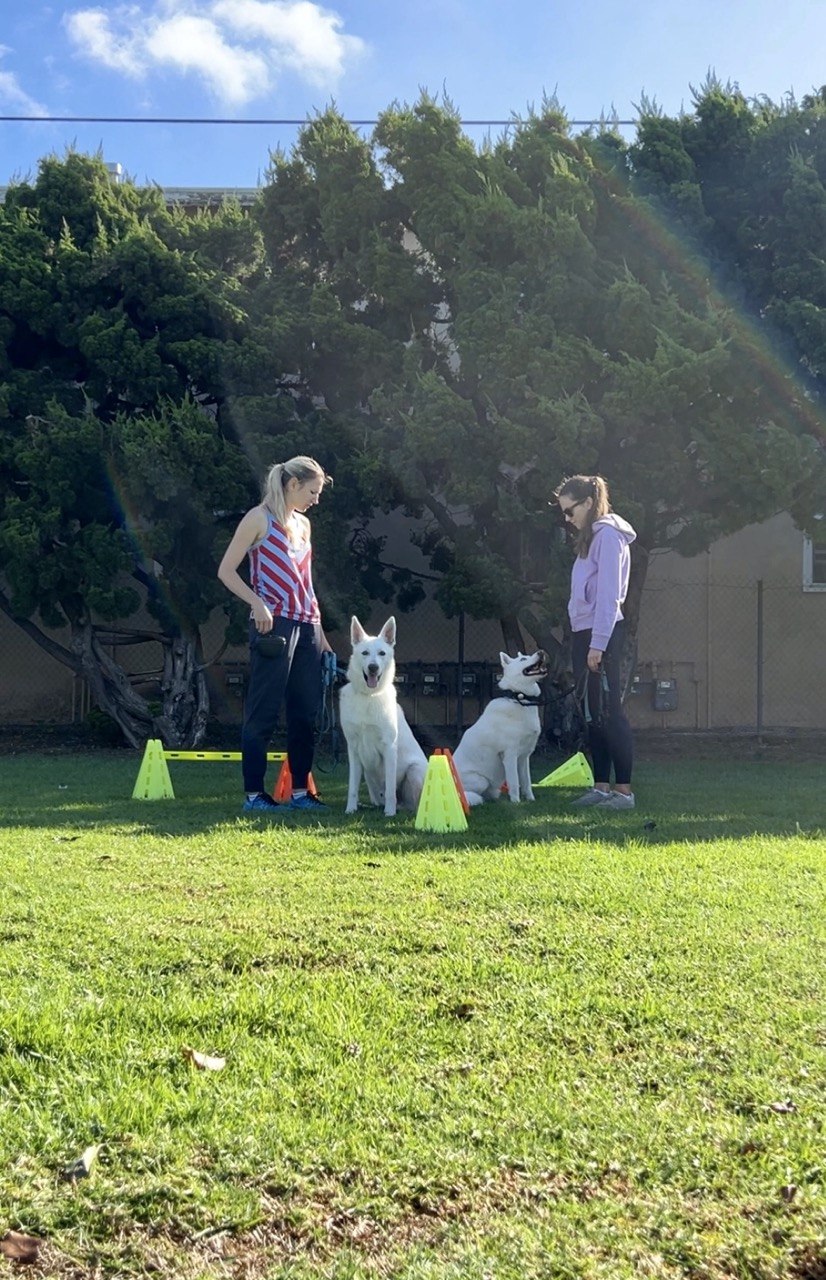 Two White Shepherds holding a sit-stay during a training session